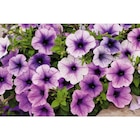 Promo Plantes à massif à 1,00 € dans le catalogue Carrefour à Portet-sur-Garonne