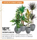 GRÜNPFLANZEN Angebote bei OBI Velbert für 16,99 €