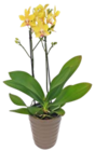 Orchidee im Keramik-Übertopf im Angebot bei Kaufland in Erfurt Orchidee im Keramik-Übertopf Angebote bei Kaufland Erfurt für 10,99 €
