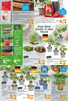 Gartenpflanzen im Globus-Baumarkt Prospekt "Immer eine Idee besser" mit 20 Seiten (Bonn)