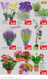 Kaufland Lavendel im Prospekt Kaufland Lavendel im Prospekt