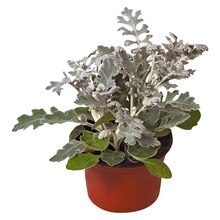 Silberblatt Weiß Topf-Ø ca. 9 cm Senecio in Dorum im Angebot Silberblatt Weiß Topf-Ø ca. 9 cm Senecio Angebot: Im aktuellen Prospekt bei OBI in Dorum
