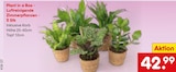 Aktuelles Plant in a Box - Luftreinigende Zimmerpflanzen Angebot bei Netto Marken-Discount in Mannheim ab 42,99 €