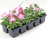 Beetware-Mix im aktuellen Thomas Philipps Prospekt