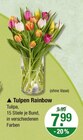 Tulpen Rainbow Angebote bei V-Markt Augsburg für 7,99 €