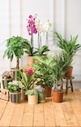 Orchidée 3 tiges en promo chez Super U Le Mans à 9,99 €