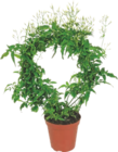 JASMIN SUR ARCEAU - GARDENLINE en promo chez Aldi JASMIN SUR ARCEAU - GARDENLINE dans le catalogue Aldi