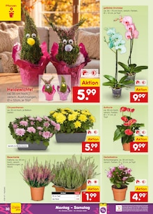 Blumen im Netto Marken-Discount Prospekt "Aktuelle Angebote" mit 68 Seiten (Trier)