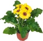 Blühpflanzen  im aktuellen Kaufland Prospekt für 1,79 €