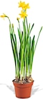 Aktuelles Narzisse Angebot bei Penny in Chemnitz ab 1,99 €
