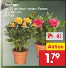 Topfrose von  im aktuellen Netto Marken-Discount Prospekt für 1,79 €