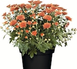 Chrysanthemen Garden Mums bei Wreesmann im Elsterberg Prospekt für 1,59 €