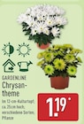 Chrysantheme von Gardenline für 1,19 € bei ALDI Nord im Angebot Chrysantheme von Gardenline im aktuellen ALDI Nord Prospekt
