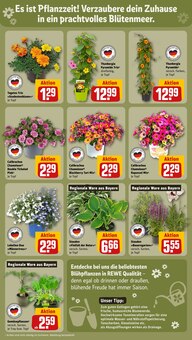 Balkonpflanzen im REWE Prospekt "Dein Markt" mit 32 Seiten (Erlangen)
