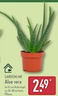 Aloe vera Angebote von GARDENLINE bei ALDI Nord Leipzig für 2,49 €