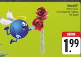 Amaryllis Angebote bei E center Würzburg für 1,99 €