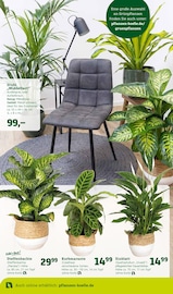 Grünpflanzen Angebote im Prospekt "Bunte Jahreszeit!" von Pflanzen Kölle auf Seite 2