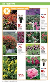 Fleurs Angebote im Prospekt "LES PRIX BAS du plein air" von Hyper U auf Seite 24