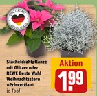 Weihnachtsstern »Princettia« im Angebot bei REWE in Wismar Weihnachtsstern »Princettia« Angebote von REWE Beste Wahl bei REWE Wismar