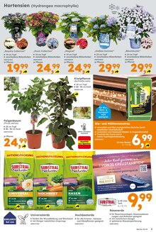 Pflanzen im Globus-Baumarkt Prospekt "Immer eine Idee besser" mit 17 Seiten (Saarbrücken)