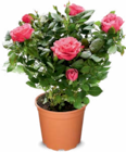 Rosen Angebote bei Netto Marken-Discount Rheda-Wiedenbrück für 2,29 €