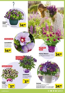 Hortensie im aktuellen Hagebaumarkt Prospekt (Karlsruhe) Hortensie im Hagebaumarkt Prospekt "Raus in den Garten? SO günstig geht das!" mit 20 Seiten (Karlsruhe)