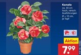 Kamelie Angebote bei Netto Marken-Discount Mühlhausen für 7,99 €