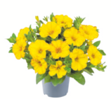 toom Baumarkt Altenkirchen - Beetpflanzen-Mix „Sommerhits“ Angebot im Prospekt Beetpflanzen-Mix „Sommerhits“ bei toom Baumarkt im Altenkirchen Prospekt für 5,99 €