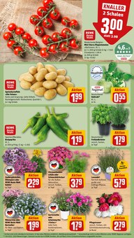Rosmarin im REWE Prospekt "Dein Markt" mit 16 Seiten (München)