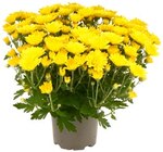 Aktuelles Chrysantheme Angebot bei REWE in Köln ab 1,49 €