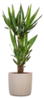 Drachenbaum (Dracaena) für 9,99 € bei OBI im Angebot Drachenbaum (Dracaena) im aktuellen OBI Prospekt