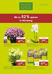 Rindenmulch im Pflanzen Kölle Prospekt in Nürnberg Aktueller Pflanzen Kölle Prospekt mit Rindenmulch, "BIS ZU 52% SPAREN IN NÜRNBERG", Seite 1