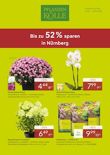 Zimmerpflanzen im aktuellen Pflanzen Kölle Prospekt (Nürnberg) Zimmerpflanzen im Pflanzen Kölle Prospekt "BIS ZU 52% SPAREN IN NÜRNBERG" mit 4 Seiten (Nürnberg)