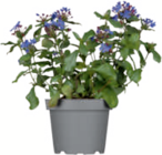 toom Baumarkt Meiningen Prospekt mit  im Angebot für 3,49 €