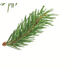 MSC Grönlandgarnelen