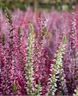 Bruyère calluna tricolore pot 12 cm à Intermarché Super dans Écotay-l'Olme