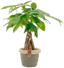 Kaufland Moers - Grünpflanze im Korb Angebot im Prospekt Grünpflanze im Korb bei Kaufland im Moers Prospekt für 7,99 €