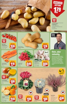 Alpenveilchen im aktuellen REWE Prospekt (Hamburg) Alpenveilchen im REWE Prospekt "Dein Markt" mit 44 Seiten (Hamburg)