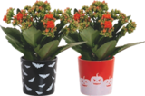 Kalanchoe Halloween - Gardenline en promo à 3,99 € chez Aldi Kalanchoe Halloween - Gardenline dans le catalogue Aldi