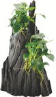 Anubias Hills en promo chez Botanic Anubias Hills dans le catalogue Botanic