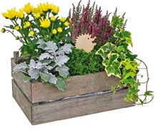 von GARDENLINE® Bepflanztes Holzgefäß oder Korb von GARDENLINE®