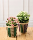 Kalanchoe - U Express à Antony Kalanchoe en promo chez U Express Antony à 4,99 €