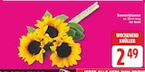 Aktuelle Pflanzen Angebote bei EDEKA in Potsdam Aktuelles Sonnenblumen Angebot bei EDEKA in Potsdam ab 2,49 €