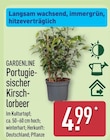 Aktuelle Kirschlorbeer Angebote bei ALDI Nord in Hamburg Aktuelles Portugiesischer Kirschlorbeer Angebot bei ALDI Nord in Hamburg ab 4,99 €