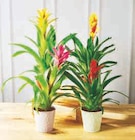 Mixte bromelias - Super U à Mérignac Mixte bromelias en promo chez Super U Mérignac à 6,99 €