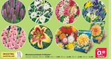 Blumenzwiebeln Frühjahr Angebote bei Netto mit dem Scottie Zwickau für 0,99 €