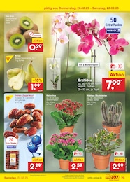 Netto Marken-Discount Orchidee im Prospekt 