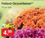 Freiland-Chrysanthemen Angebote bei Zimmermann Bremerhaven für 4,99 €