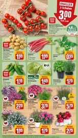 Blumen im REWE Prospekt in Maintal Aktueller REWE Prospekt mit Blumen, "Dein Markt", Seite 7
