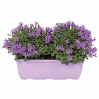 Jardinière de Campanule - Lidl à Amiens Jardinière de Campanule en promo chez Lidl Amiens à 9,99 €